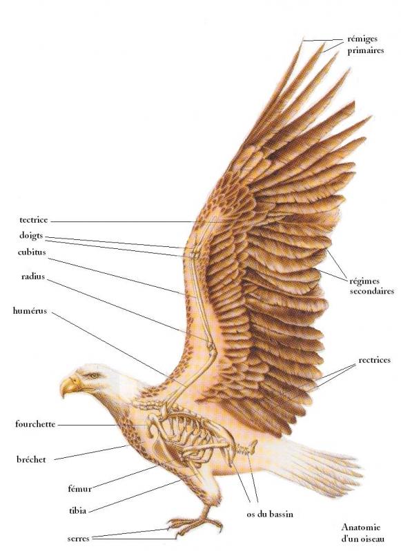 \includegraphics[width=3cm,height=2.6cm]{Image/oiseau.jpg}